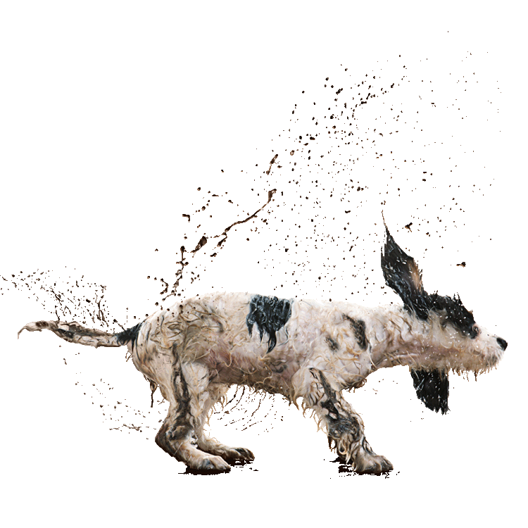 Image Alt Text